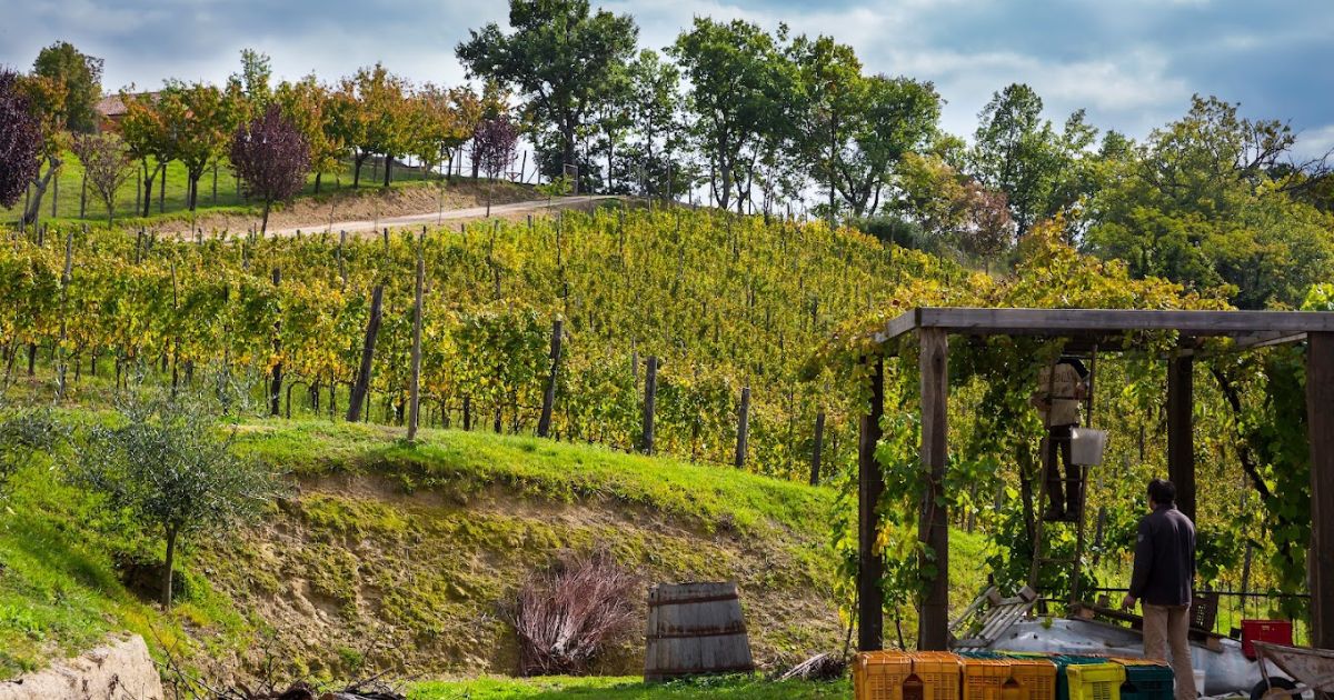 Cantina Le Macchie