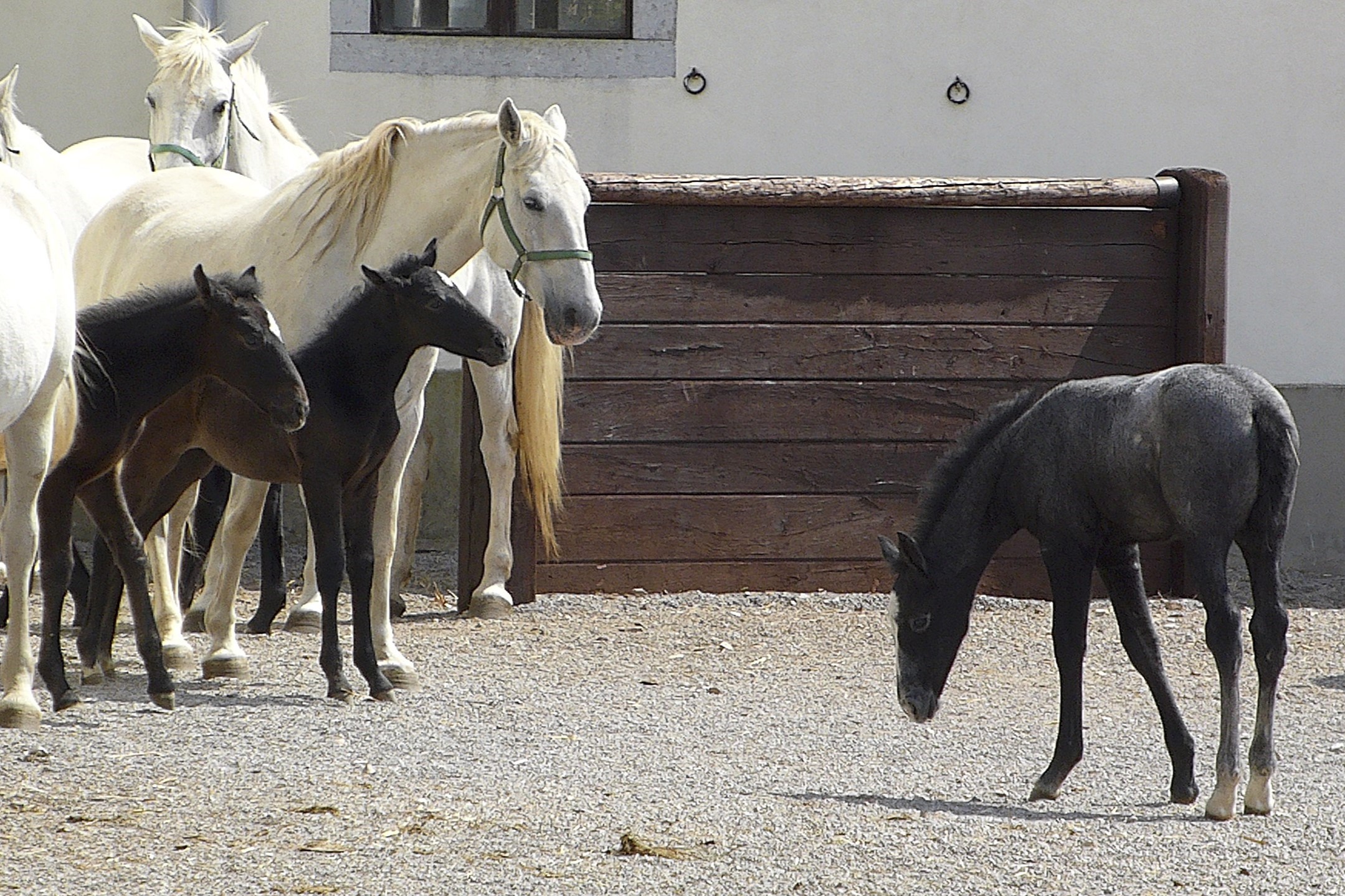 I Cavalli Lipizzani, un Patrimonio UNESCO dalla storia affascinante 3 I puledri dei cavalli Lipizzani hanno il manto di diverso colore.