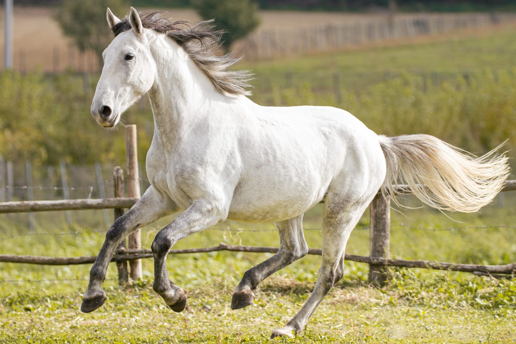I Cavalli Lipizzani, un Patrimonio UNESCO dalla storia affascinante 1 I cavalli Lipizzani sono esemplari elegantissimi dal manto candido e il passo elegante