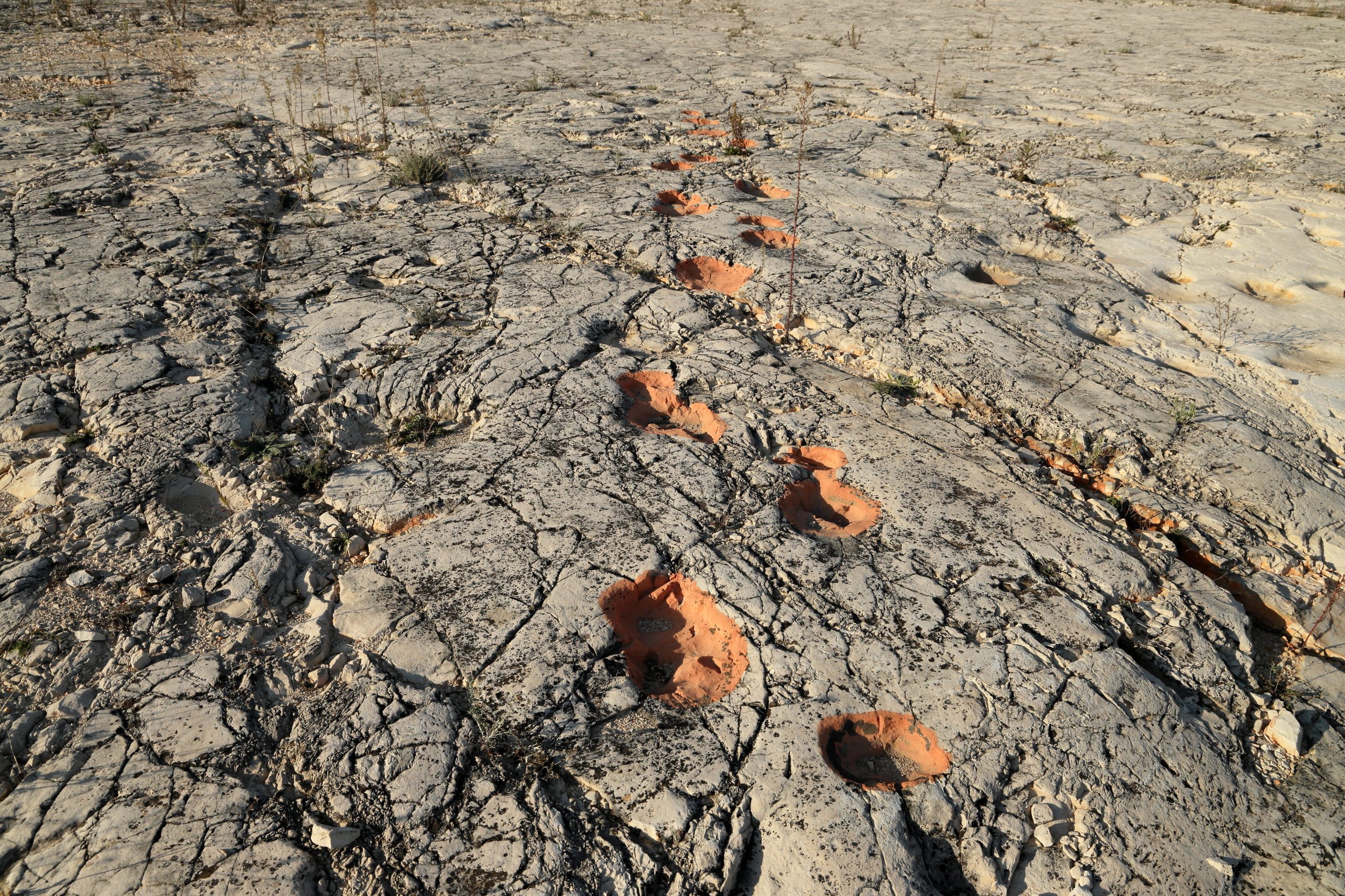 Alta Murgia, impronte di dinosauro a Cava -Pontrelli - Courtesy Parco Alta Murgia