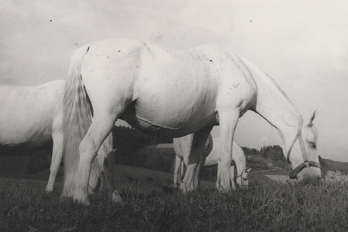 I Cavalli Lipizzani, un Patrimonio UNESCO dalla storia affascinante 4 Quella dell'allevamento dei Cavalli Lipizzani è una tradizione lunga secoli.