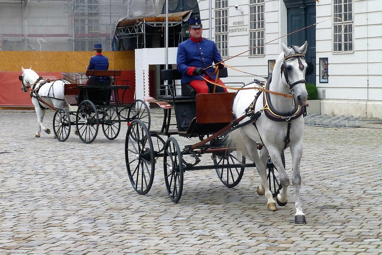 I Cavalli Lipizzani, un Patrimonio UNESCO dalla storia affascinante 2 I Cavalli Lipizzani sono stati appositamente disegnati per il traino elegante della carrozza