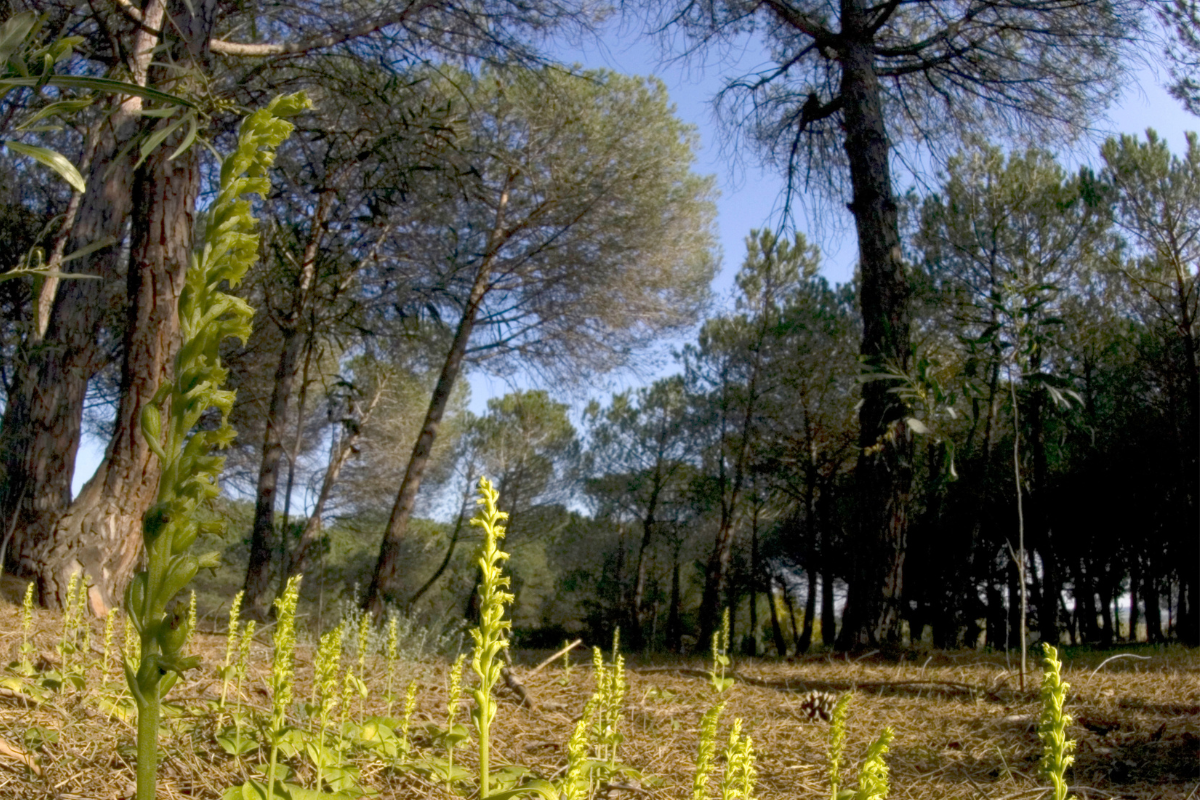 Fioritura delle orchidee selvatiche a Sassari, Sardegna