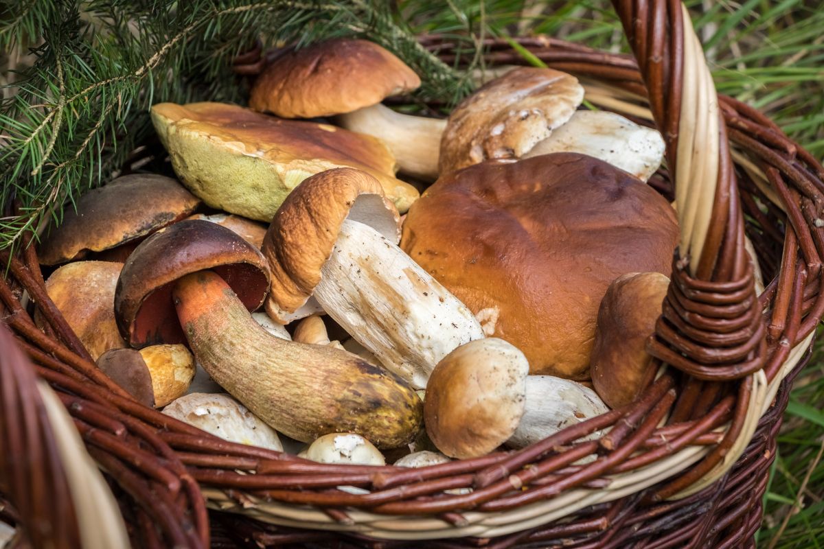 Sagre d’autunno 2024