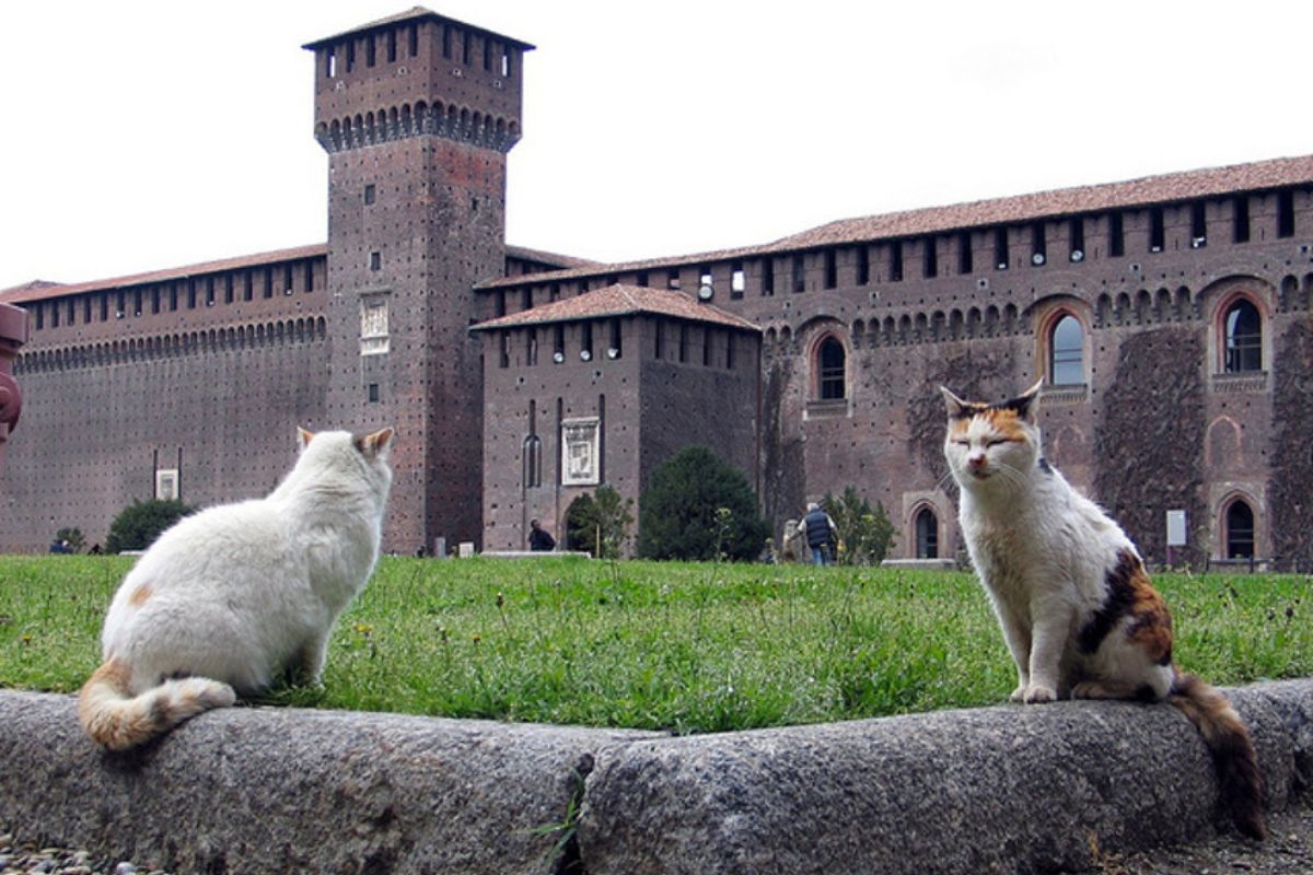 gatti castello sforzesco