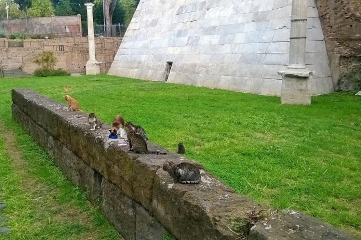 Giornata Nazionale del Gatto - Gatti della colonia felina della Piramide Cestia a Roma