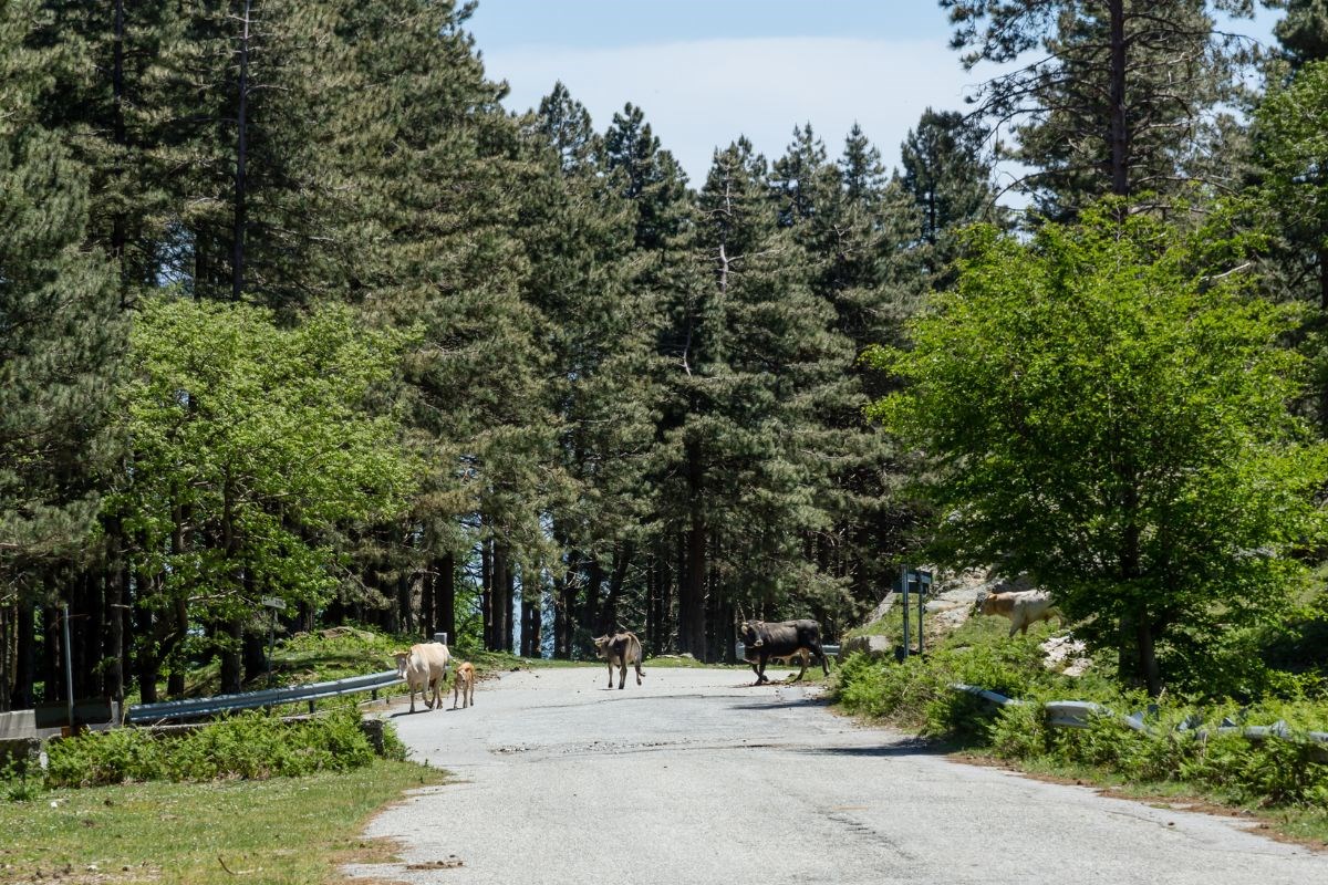 Parco Nazionale dell’Aspromonte: per amanti della natura 3 Fauna del Parco Nazionale dell'Aspromonte