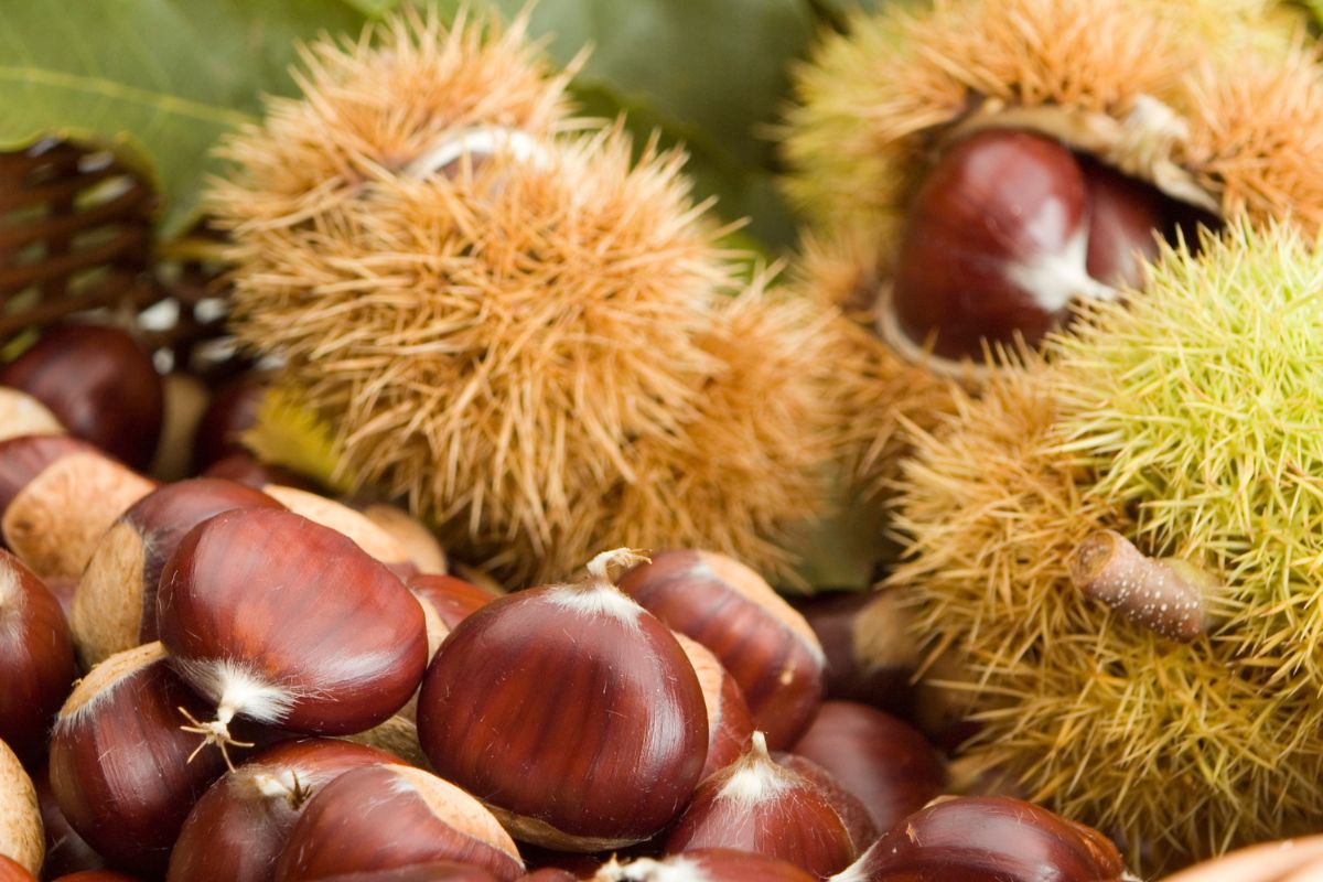 Sagre d’autunno 2024