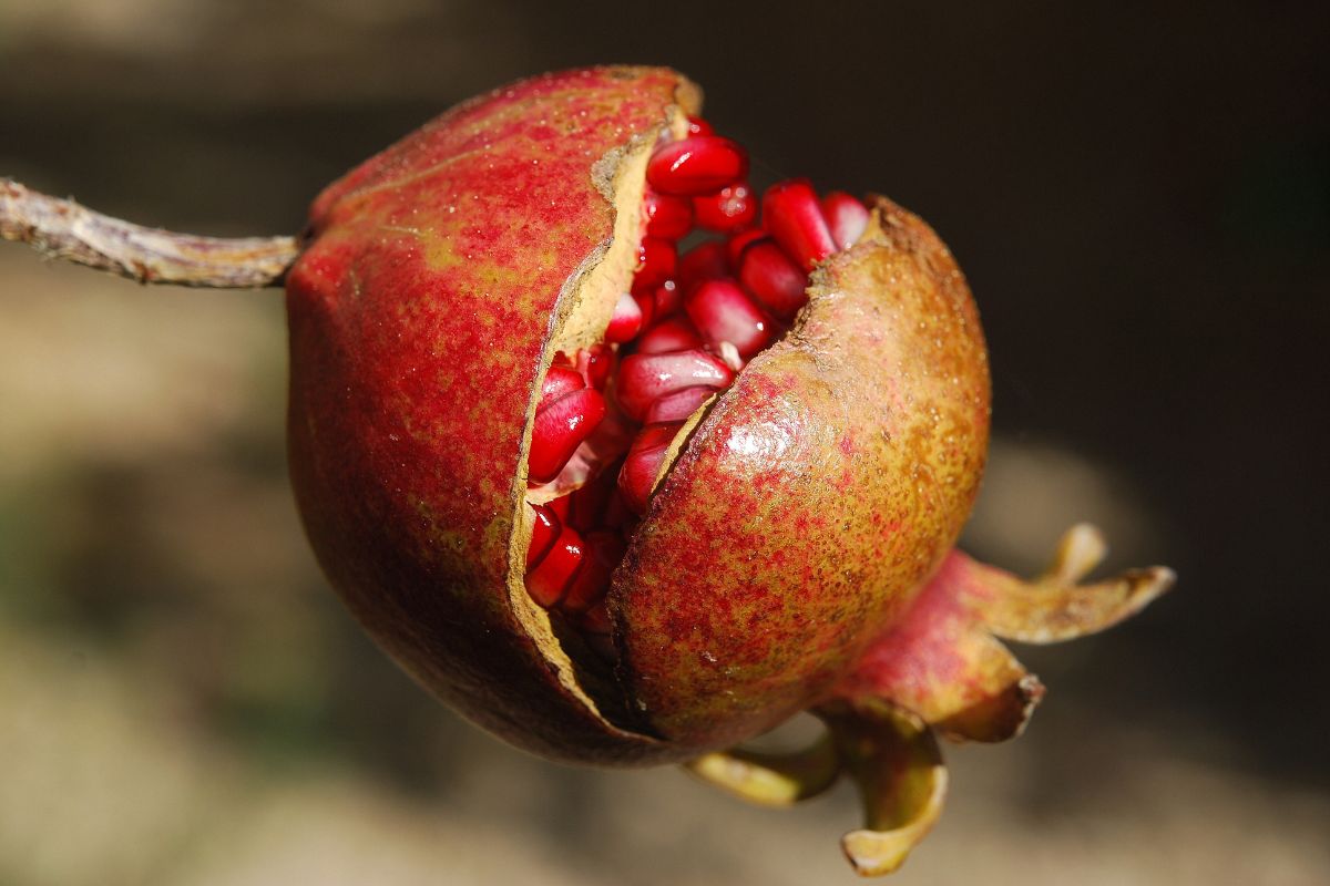 Sagre d’autunno 2024