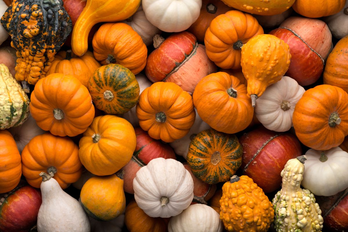Sagre d’autunno 2024