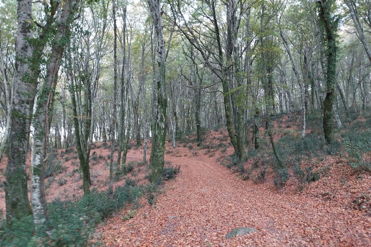 Unesco- Antiche Faggete Primordiali dei Carpazi e altre regioni d'Europa - Faggeta Vetusta del Monte Raschio a Oriolo Romano (Viterbo, Lazio)